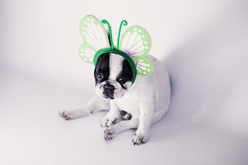 Mr Spring