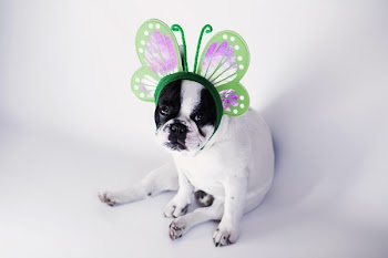 Mr Spring 2