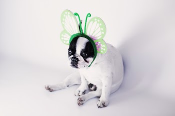 Mr Spring 3
