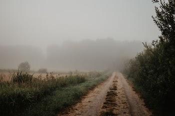 muddy road covered with dog