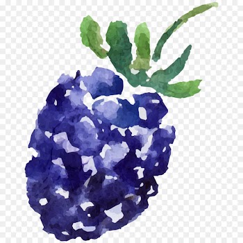Mulberry Image Fruit Portable Network Graphics - blue fruit 