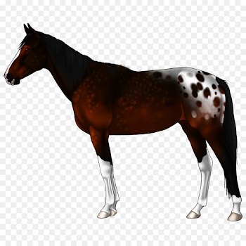 Mule Akhal-Teke Appaloosa Stallion Image - coonhounds badge 