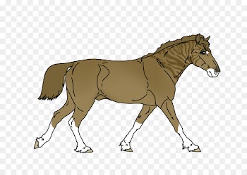Mule, Foal, Mustang, Horse, Mammal PNG