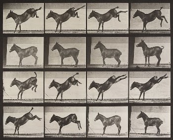 Mule, kicking. From a portfolio | Free Photo - rawpixel