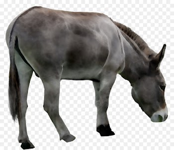 Mule Mustang Mare Foal Stallion -  