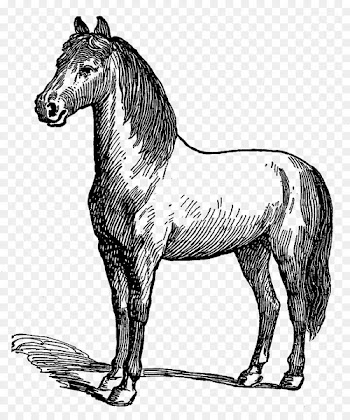 Mule Mustang Stallion Pony Foal - mustang 