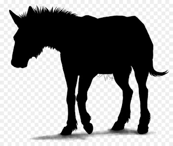 Mule Stallion horse Foal Colt -  