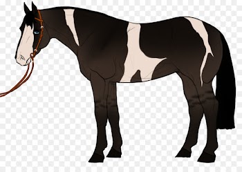 Mule Stallion Mare Mustang Pony - chillin frame 