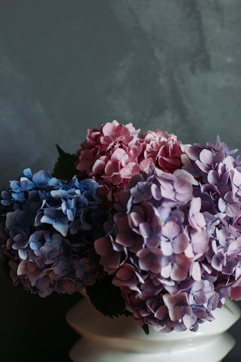 Multi-colored Hydrangeas 