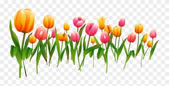 Multicolor Tulips - Frame Spring