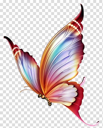 Multicolored butterfly , Butterfly Color Drawing , ketupat transparent background PNG clipart
