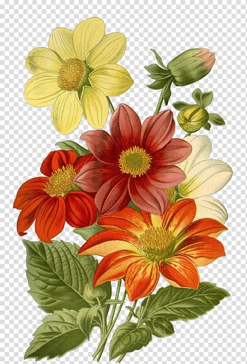 Multicolored dahlia flowers illustration, Botanical illustration Drawing Flower Vintage print Art, flower transparent background PNG clipart