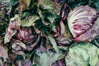 Multicolored Lettuce Heads Lot