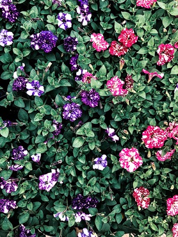 Multicolored Petaled Flowers
