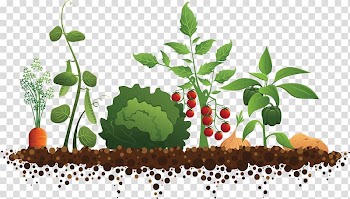 Multicolored vegetable plant , Community gardening Roof garden, Orchard tomato tree transparent background PNG clipart