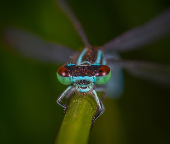 Multicolored Winged Insect