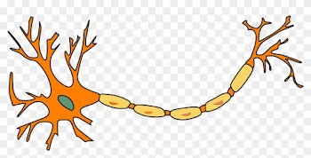 Multiple Sclerosis Natural Treatment - Motor Neuron Not Labeled