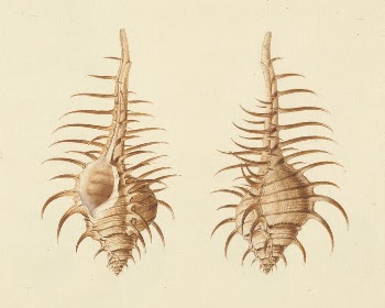 Murex pecten (Venus Comb Murex) | Free Photo - rawpixel