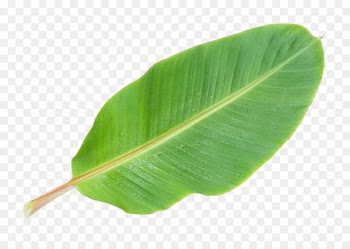 Musa basjoo Banana leaf - Banana leaf PNG picture 