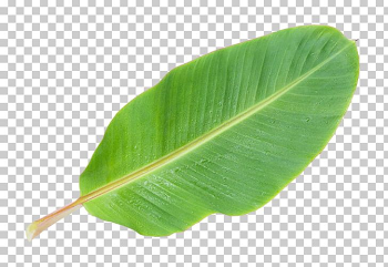 Musa Basjoo Banana Leaf PNG, Clipart, Arecaceae, Autumn Leaf ...