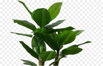 Musa basjoo Banana leaf Tree Plant - Tropical banana leaves 
