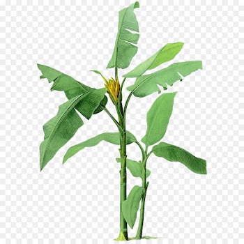 Musa basjoo Banana Ravenala Illustration - Hand-painted banana tree illustration 