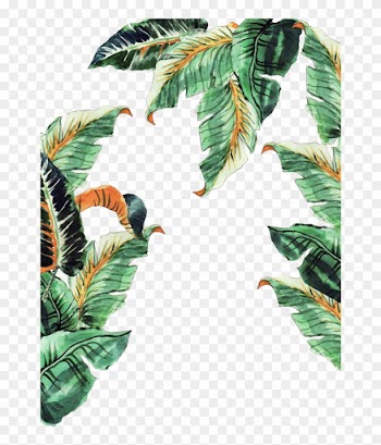 Musa Basjoo Leaf Banana - Folha De Bananeira Desenho Png