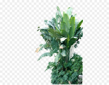 Musa basjoo Leaf Banana Plant - Banana tree 