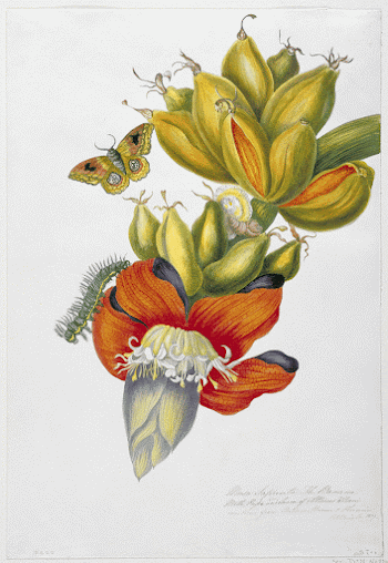Musa sapienta (The Banana Moth, | Free Photo - rawpixel