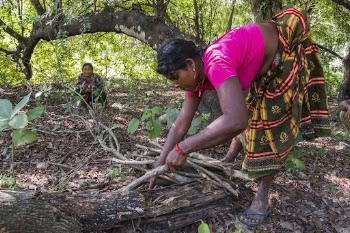 Musahar girl collecting woods, Sauraha, | Free Photo - rawpixel