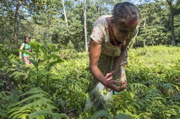 Musahar women collecting ferns, Sauraha, | Free Photo - rawpixel