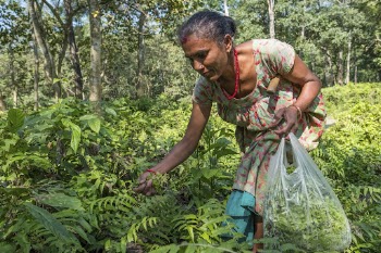Musahar women collecting ferns, Sauraha, | Free Photo - rawpixel