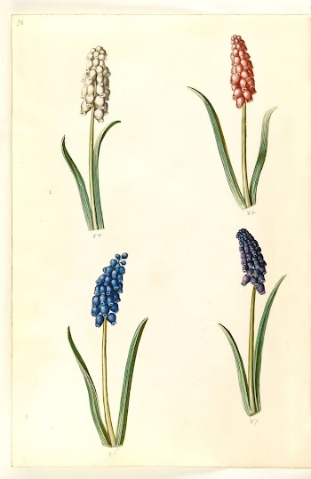 Muscari botryoides (common pearl hyacinth) | Free Photo - rawpixel