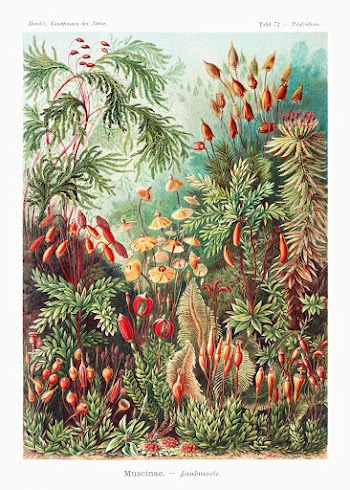 Muscinae&ndash;Laubmoose / A. Giltsch, gem from Kunstformen der Natur .. | Free public domain illustration - 2268457