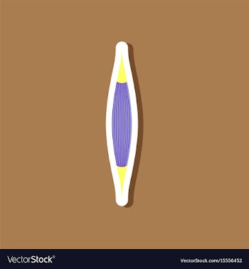Muscle paper sticker on stylish background vector image