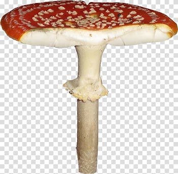 Mushroom 2403 (عدد) 2404 (عدد) Fungus, mushroom transparent background PNG clipart