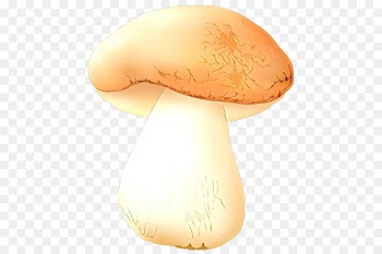 mushroom agaricus agaricaceae agaricomycetes champignon mushroom