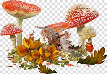 Mushroom Autumn , mushroom transparent background PNG clipart