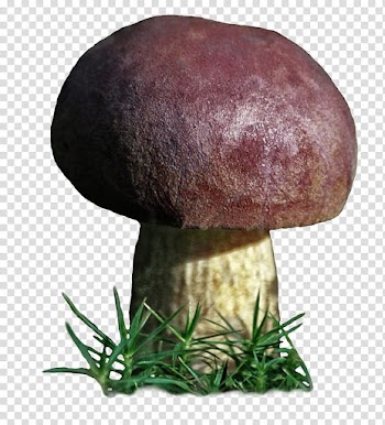 Mushroom , brown mushroom transparent background PNG clipart