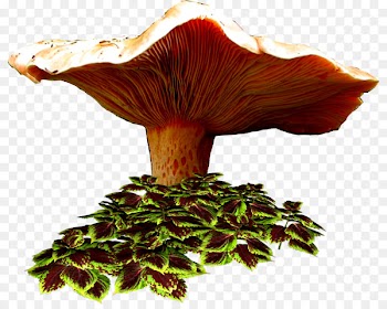Mushroom Centerblog Drawing Image - mushroom 