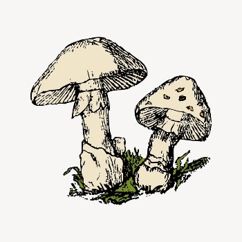 Mushroom clipart, vintage illustration vector. | Free Vector Illustration - rawpixel