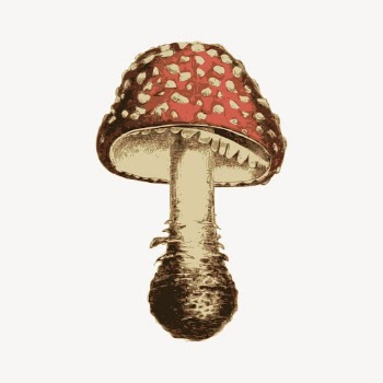 Mushroom clipart, vintage illustration vector. | Free Vector - rawpixel