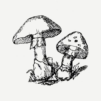 Mushroom collage element, black & | Free PSD Illustration - rawpixel