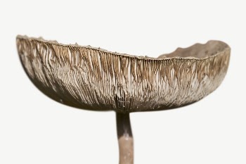 Mushroom collage element psd | Free PSD - rawpixel