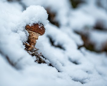 Mushroom Covered by Snoe