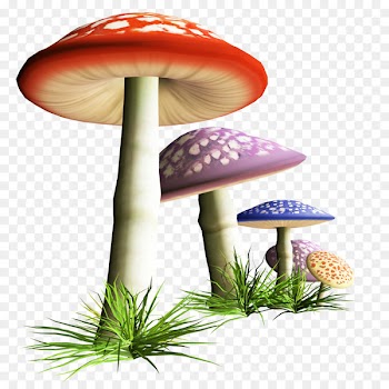 Mushroom Fungus Clip art - mushroom 