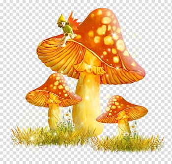 Mushroom Fungus , Golden Mushroom transparent background PNG clipart