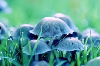 Mushroom in Middle of Grass