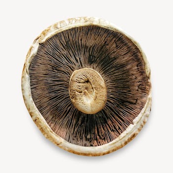 Mushroom inside macro image | Free Photo - rawpixel