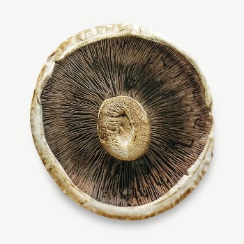 Mushroom inside macro isolated psd | Free PSD - rawpixel